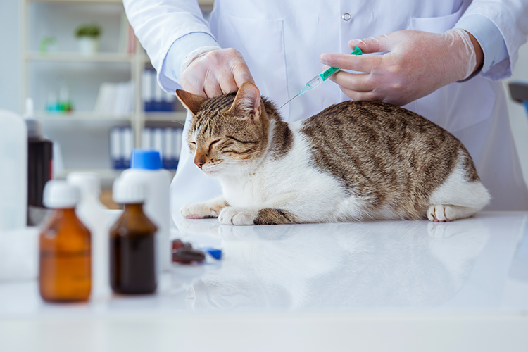 猫のワクチン
